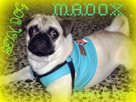 Me llamo Madox.Soy un precioso pug bien jugueton.